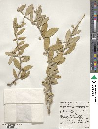 Simmondsia chinensis image
