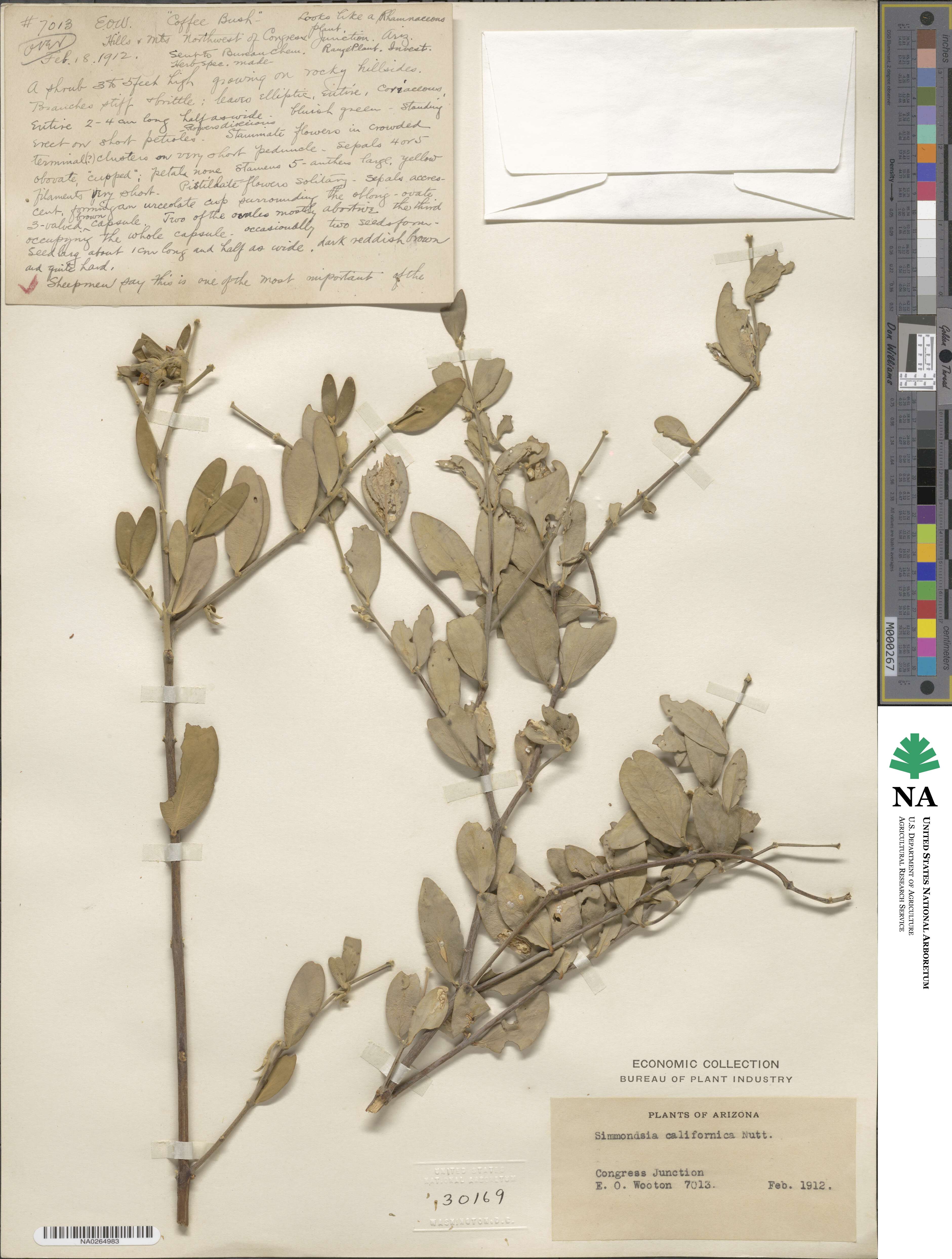 Simmondsia chinensis image