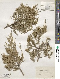 Image of Juniperus thurifera