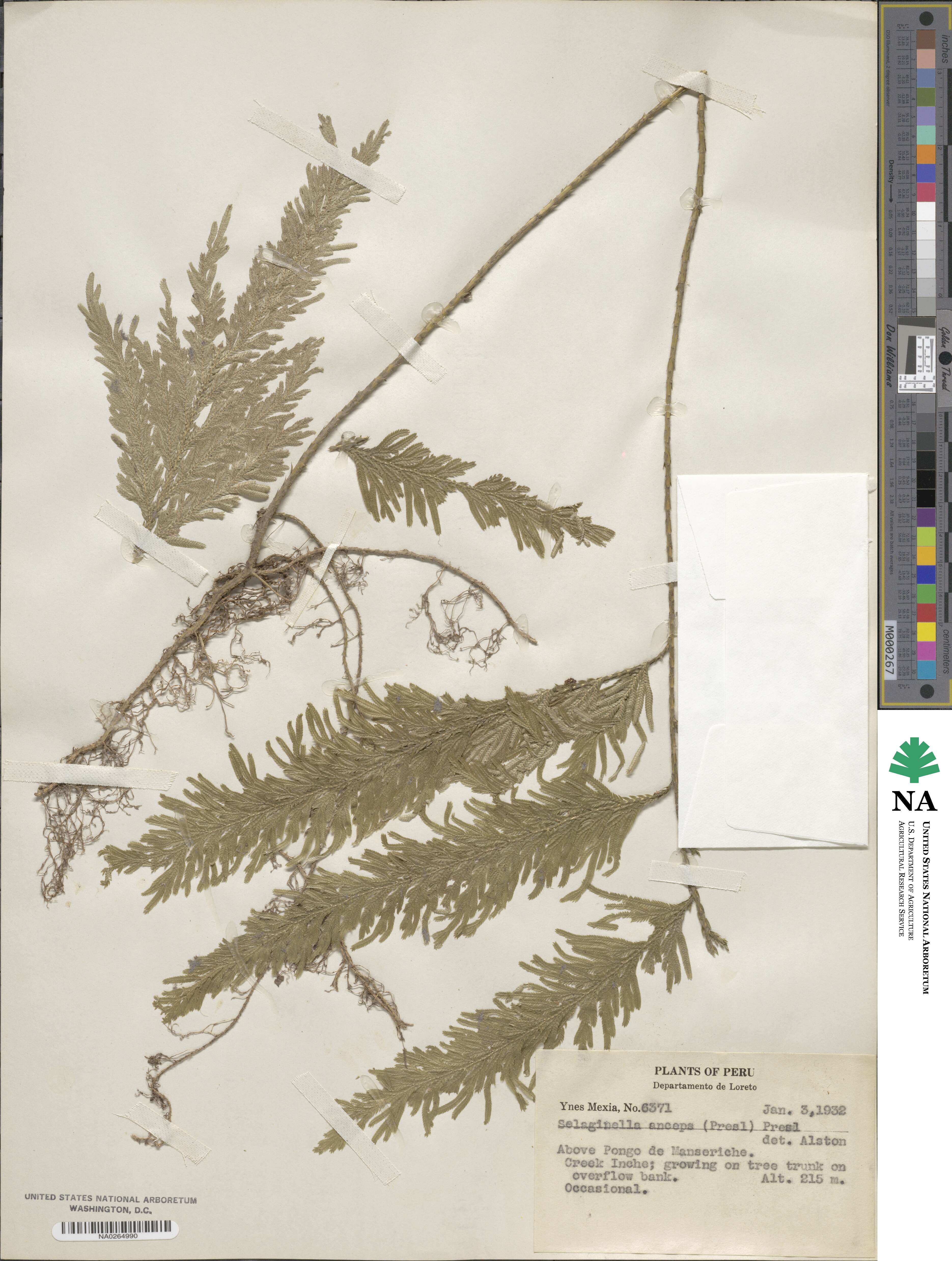 Selaginella anceps image