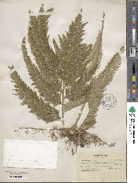 Selaginella anceps image