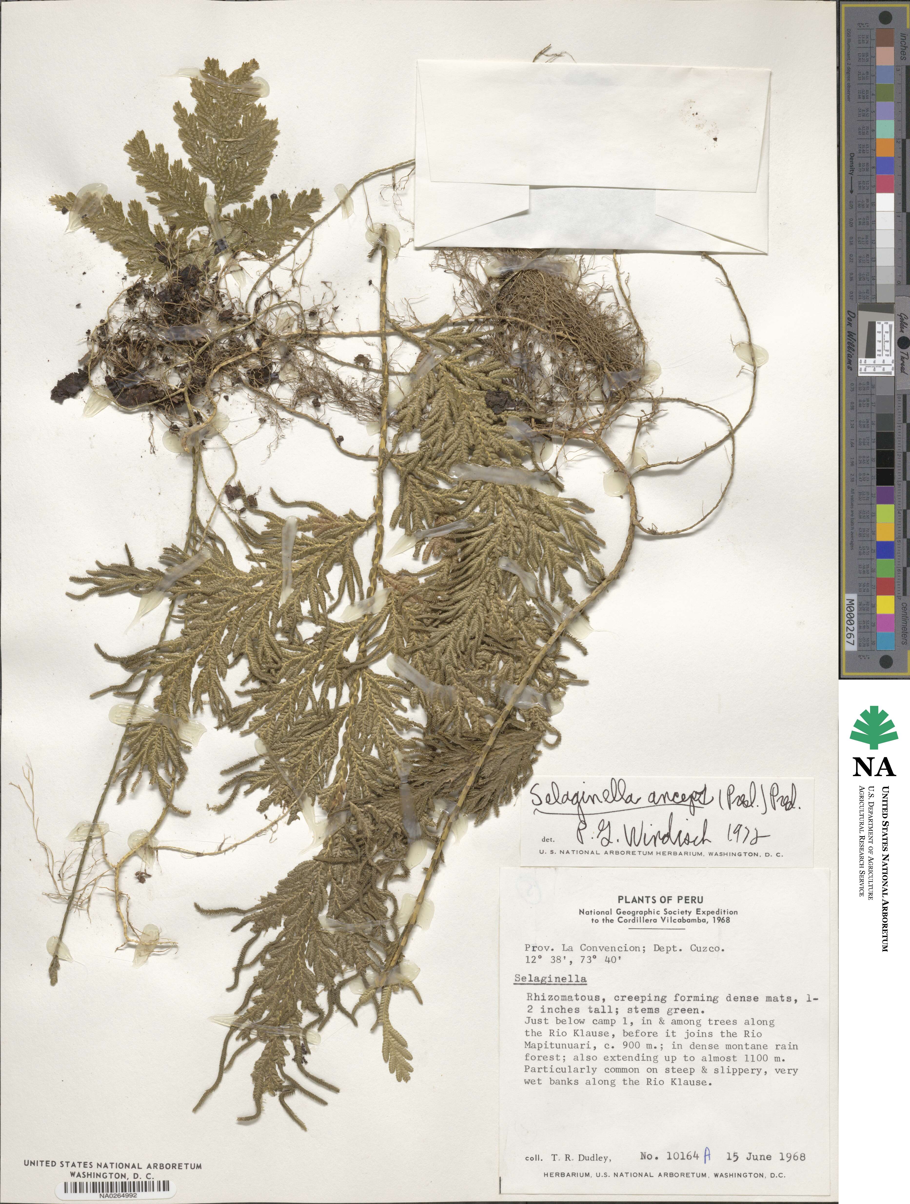 Selaginella anceps image