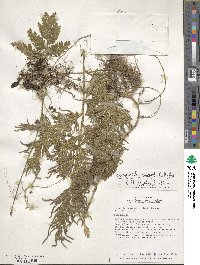 Selaginella anceps image