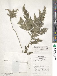 Selaginella anceps image