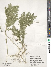 Selaginella asperula image