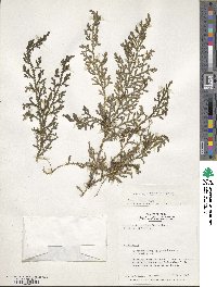 Selaginella asperula image