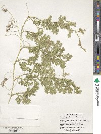 Selaginella asplundii image