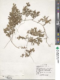 Selaginella asplundii image