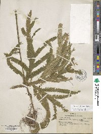 Image of Selaginella chrysoleuca