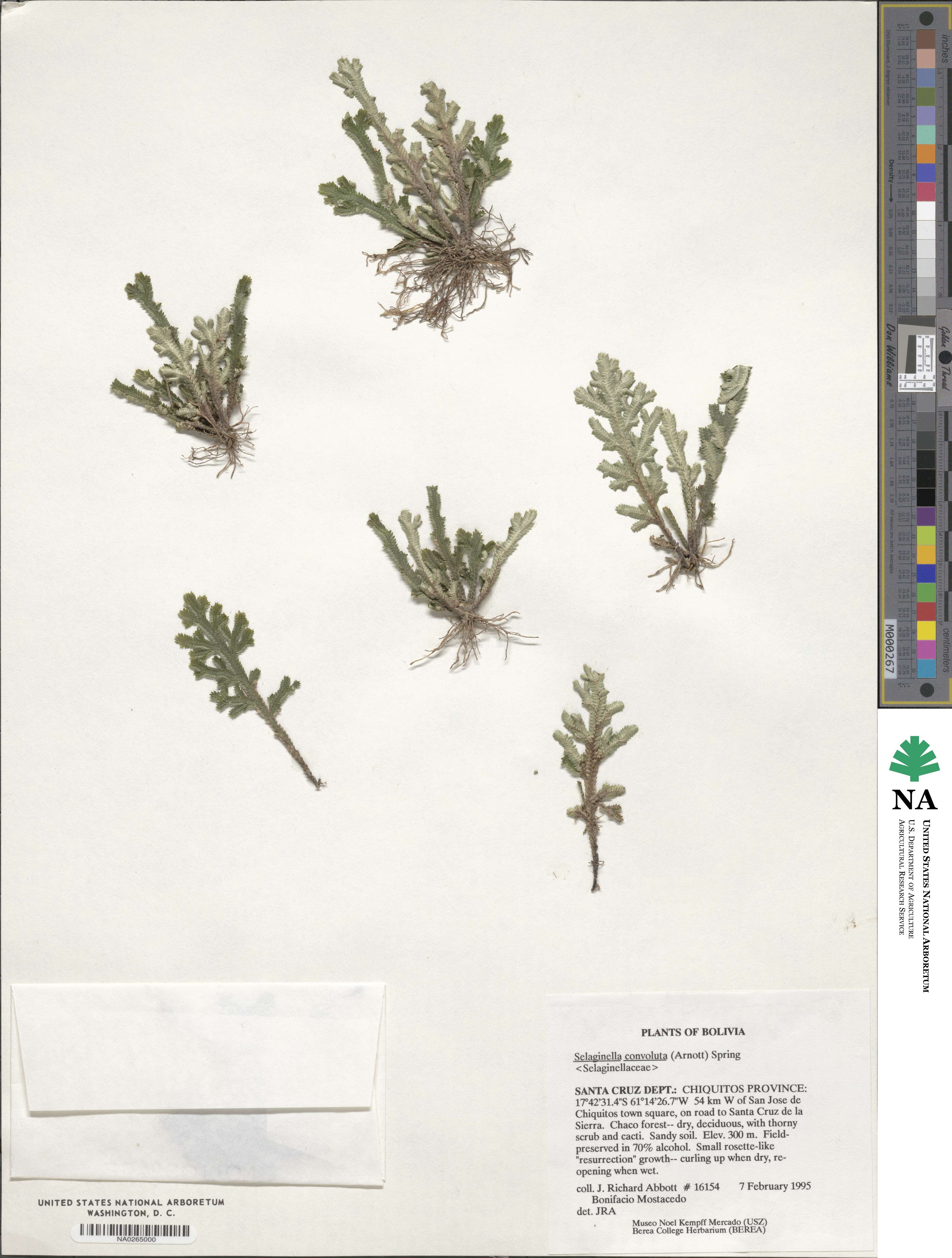 Selaginella convoluta image