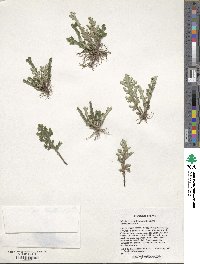 Selaginella convoluta image