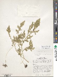 Selaginella epirrhizos image