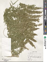 Selaginella exaltata image