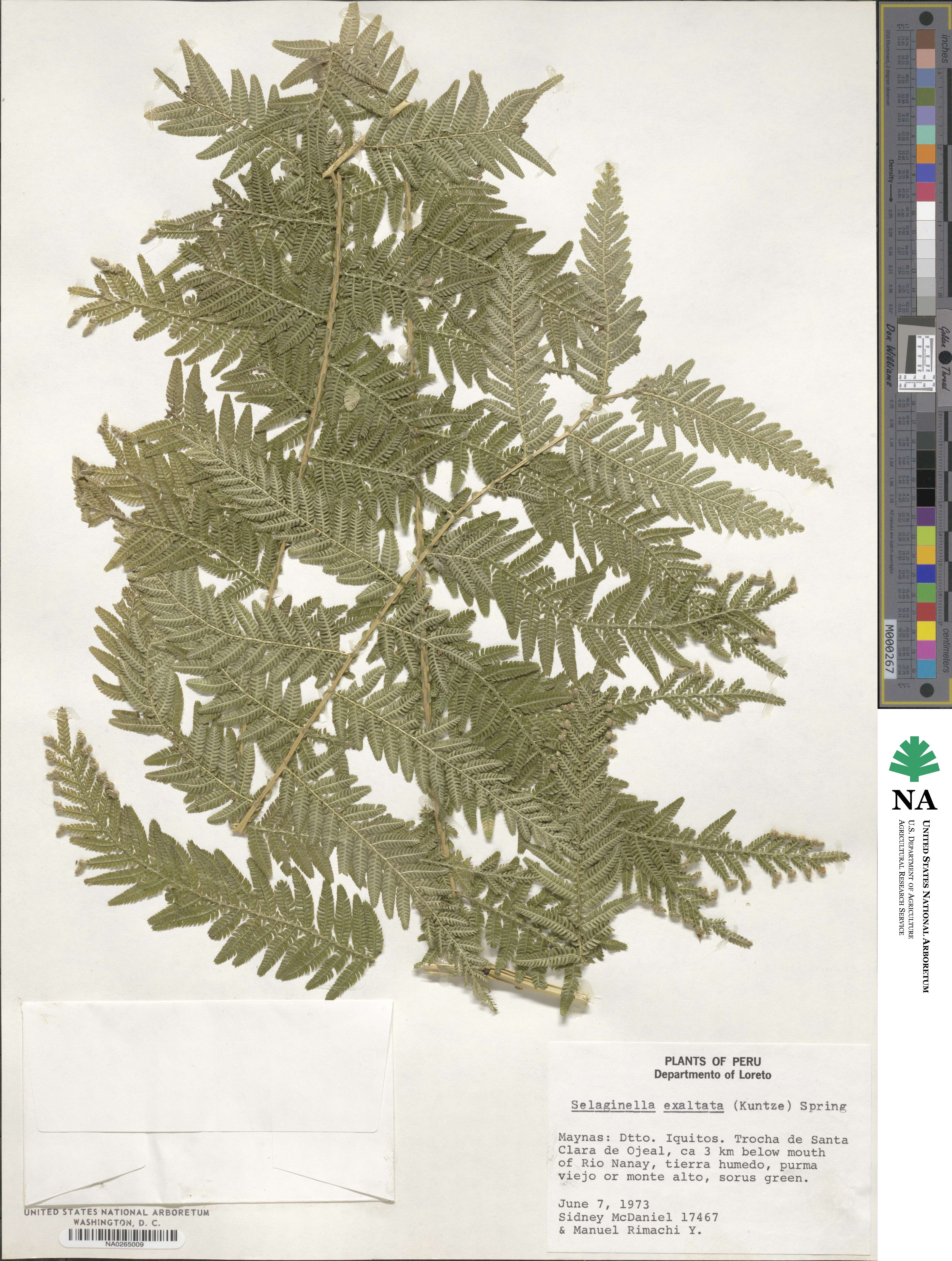 Selaginella exaltata image