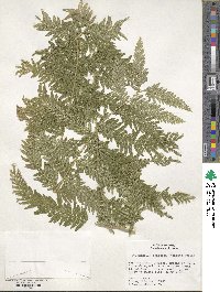 Selaginella exaltata image