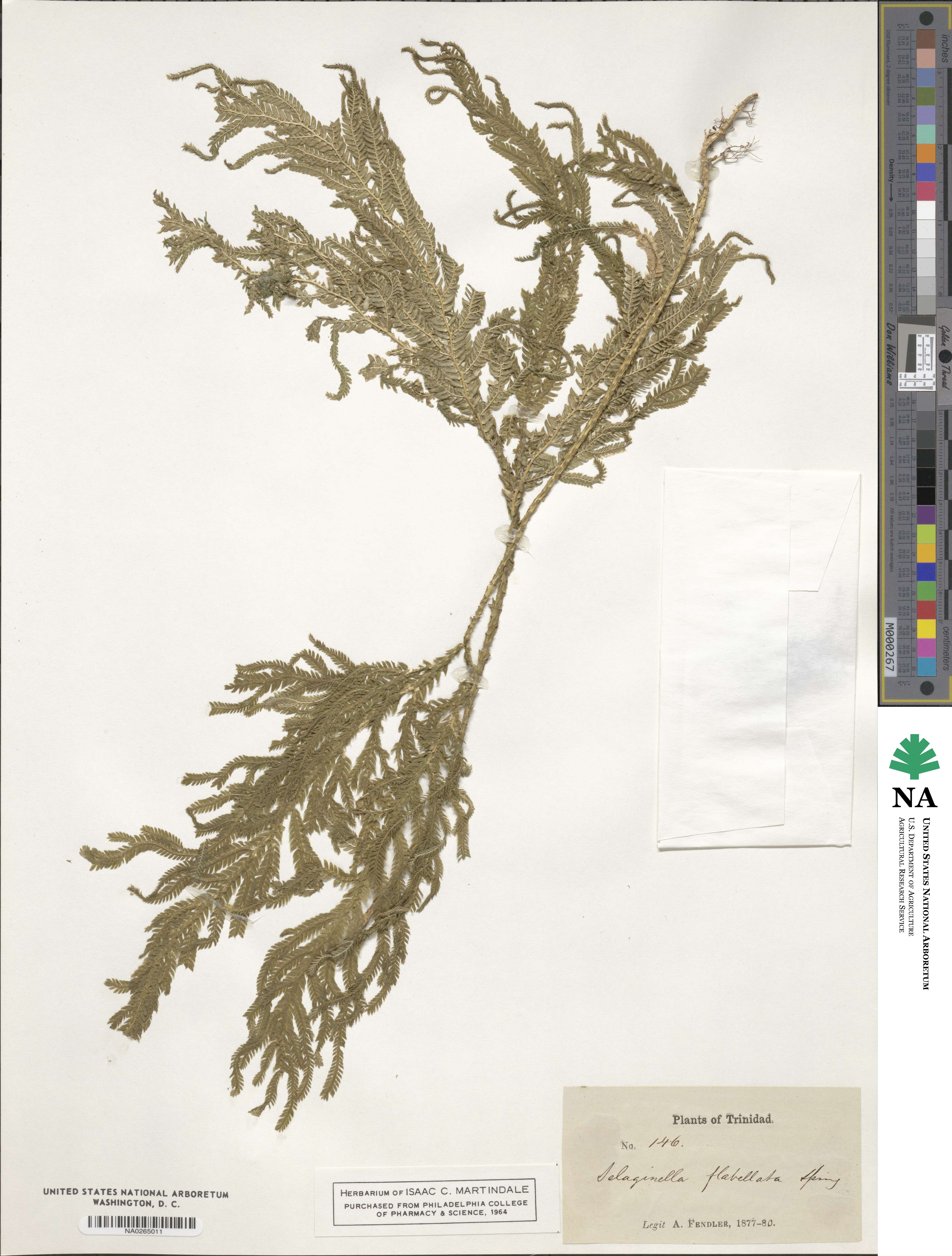 Selaginella flabellata image