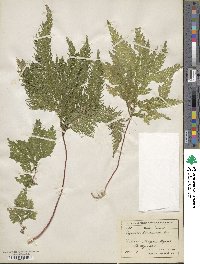 Selaginella haematodes image