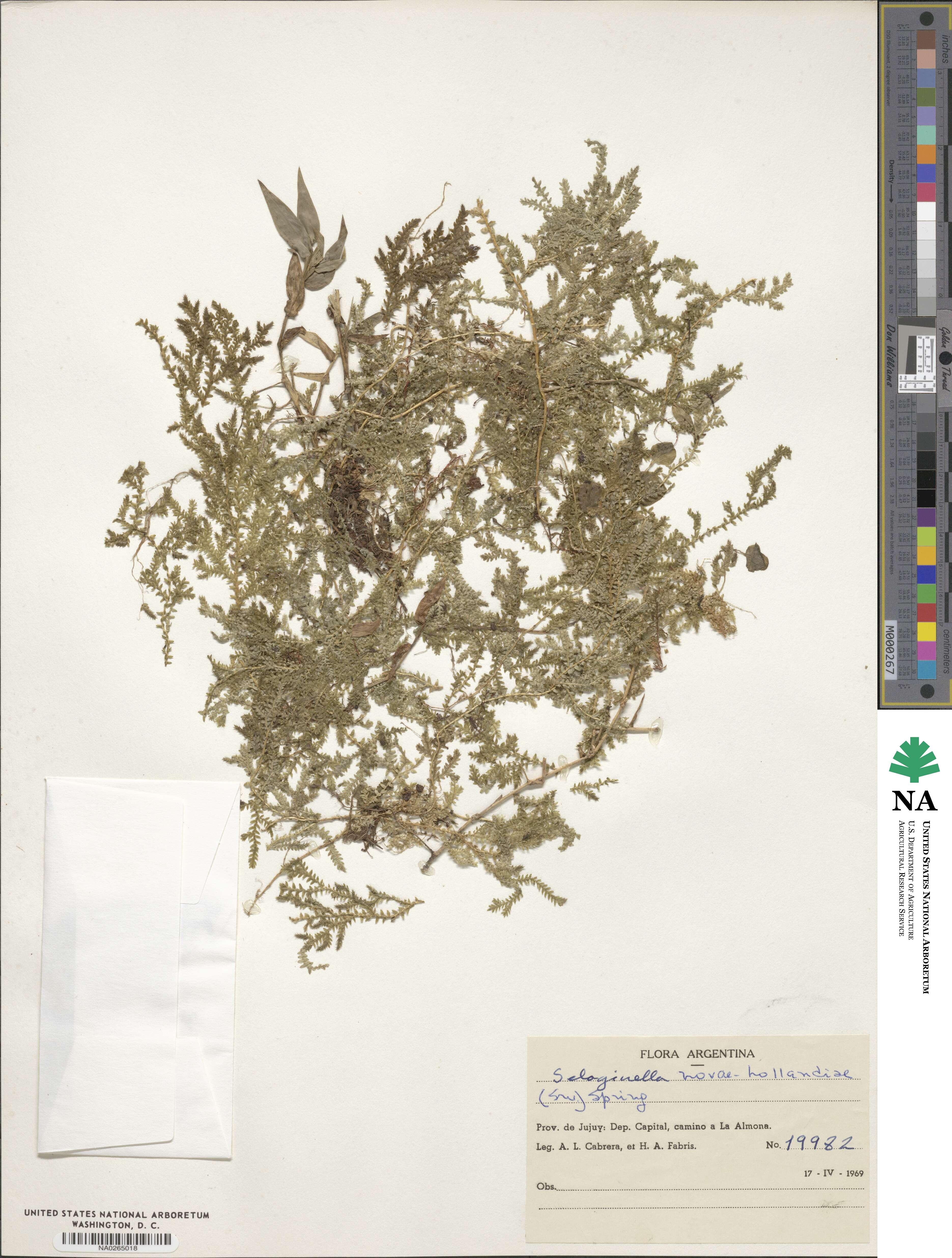 Selaginella novae-hollandiae image