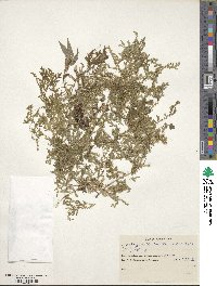 Selaginella novae-hollandiae image