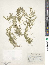 Selaginella novae-hollandiae image