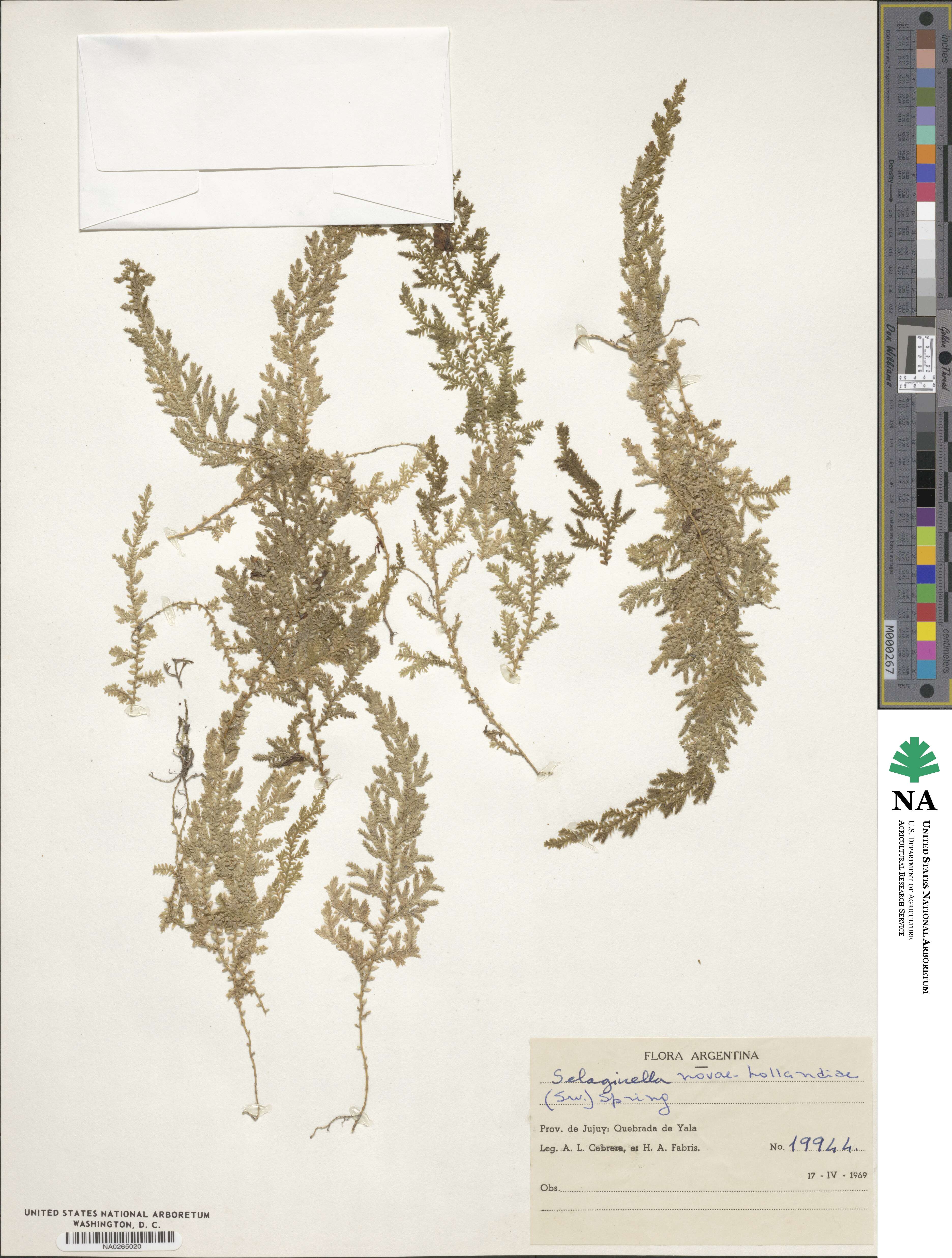 Selaginella novae-hollandiae image