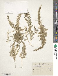 Selaginella novae-hollandiae image