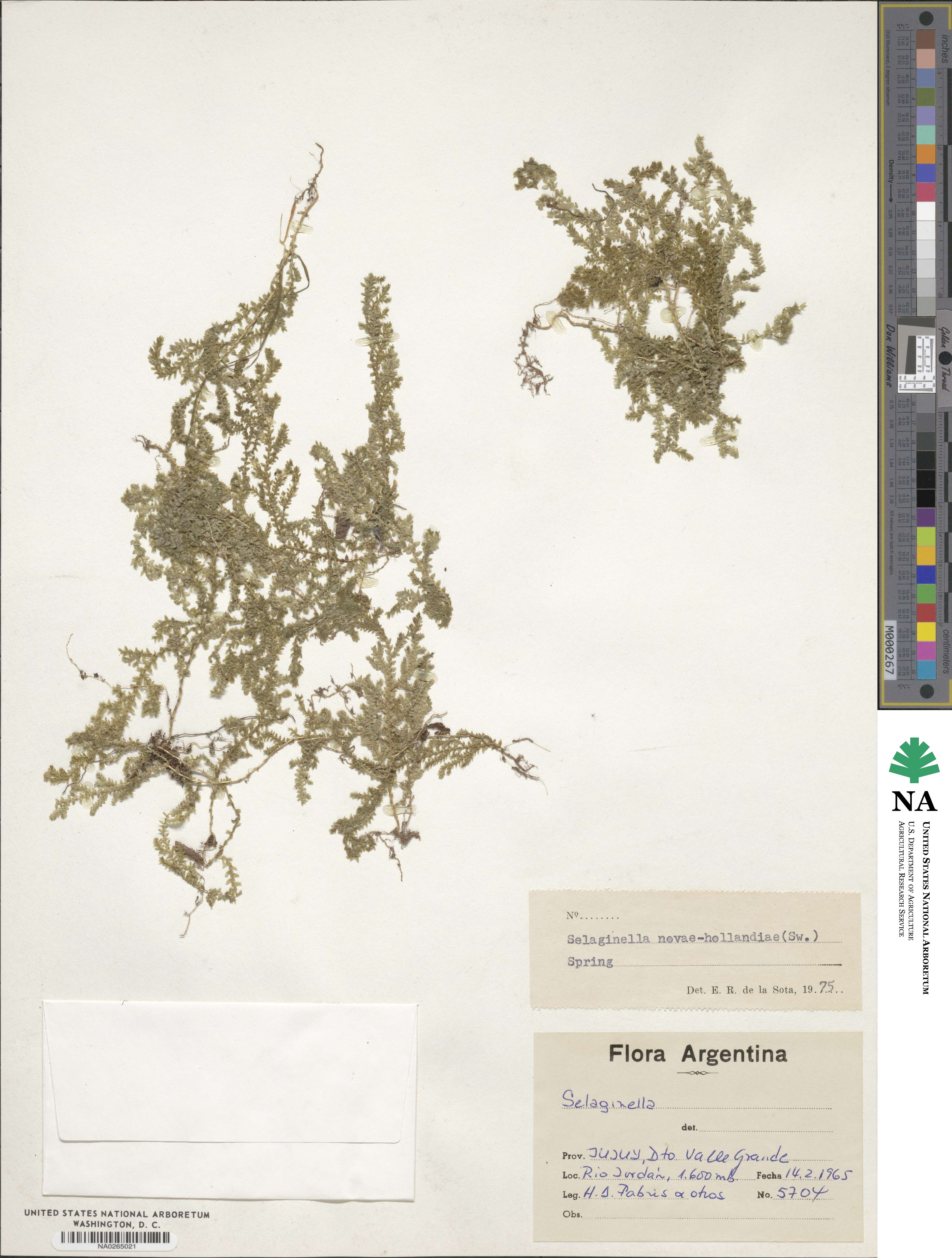 Selaginella novae-hollandiae image