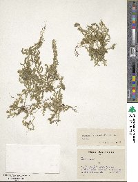 Selaginella novae-hollandiae image