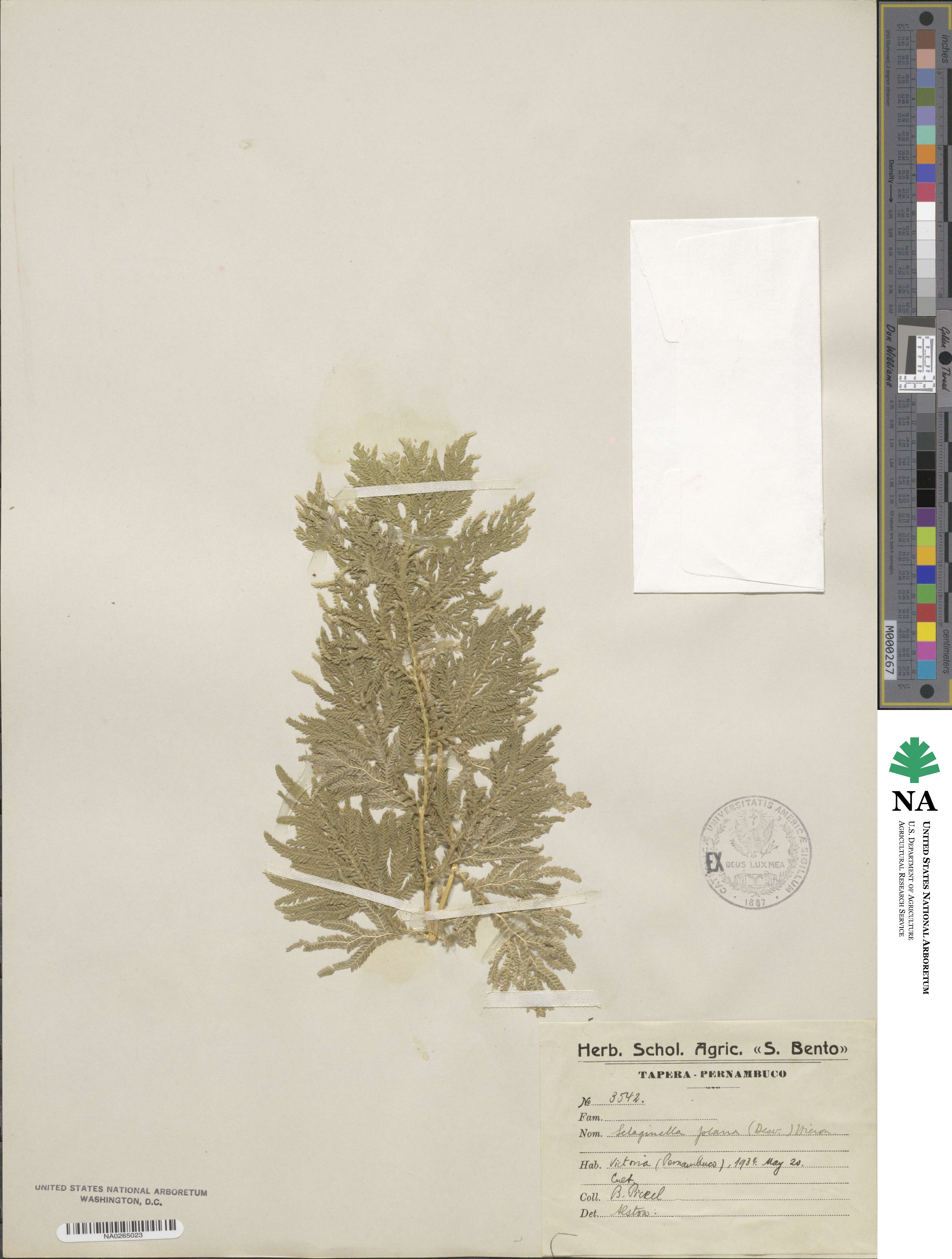 Selaginella plana image