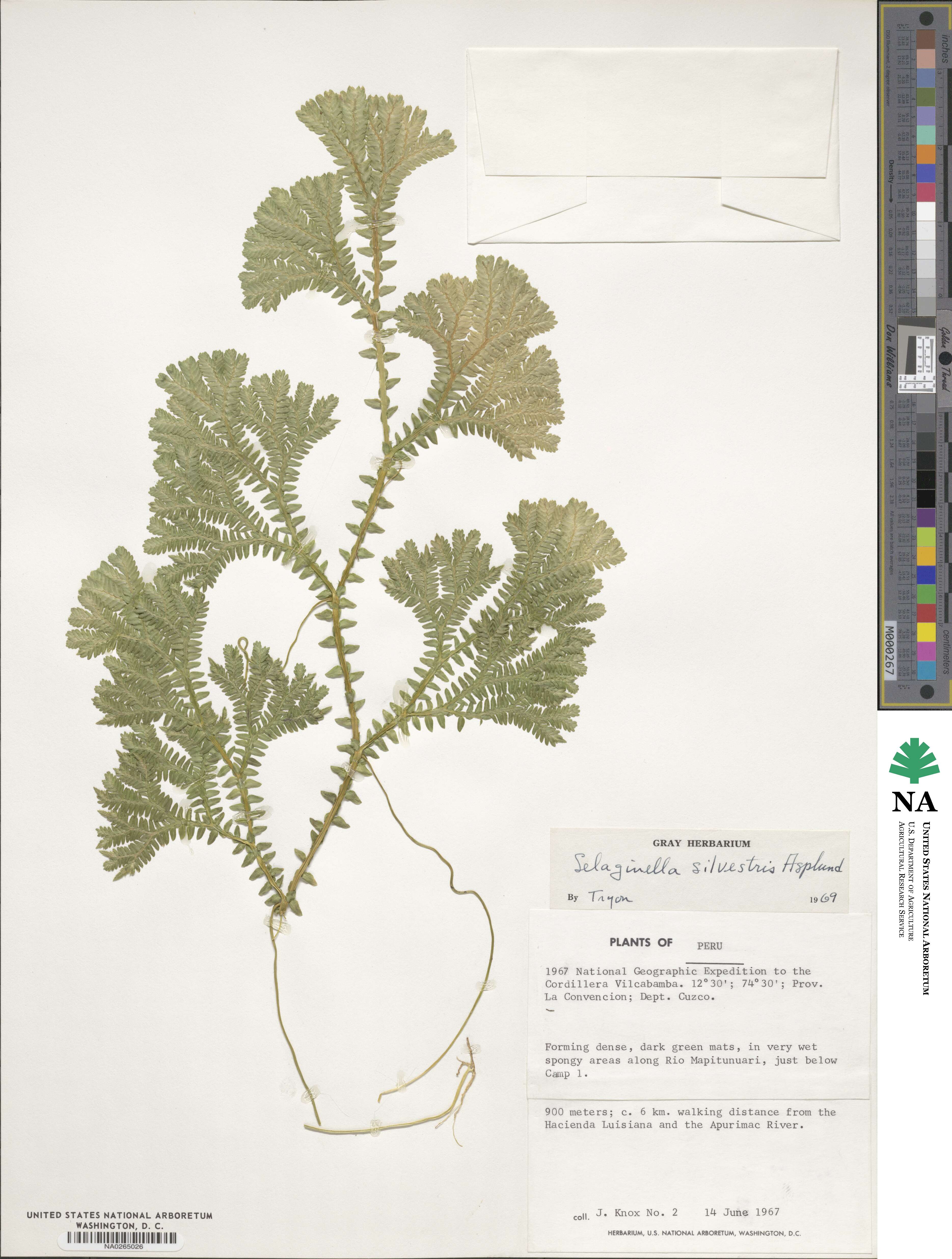 Selaginella silvestris image