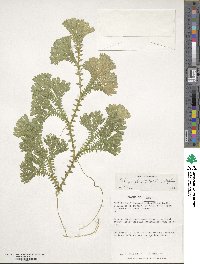 Selaginella silvestris image