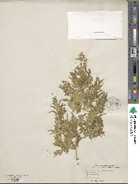 Selaginella willdenowii image