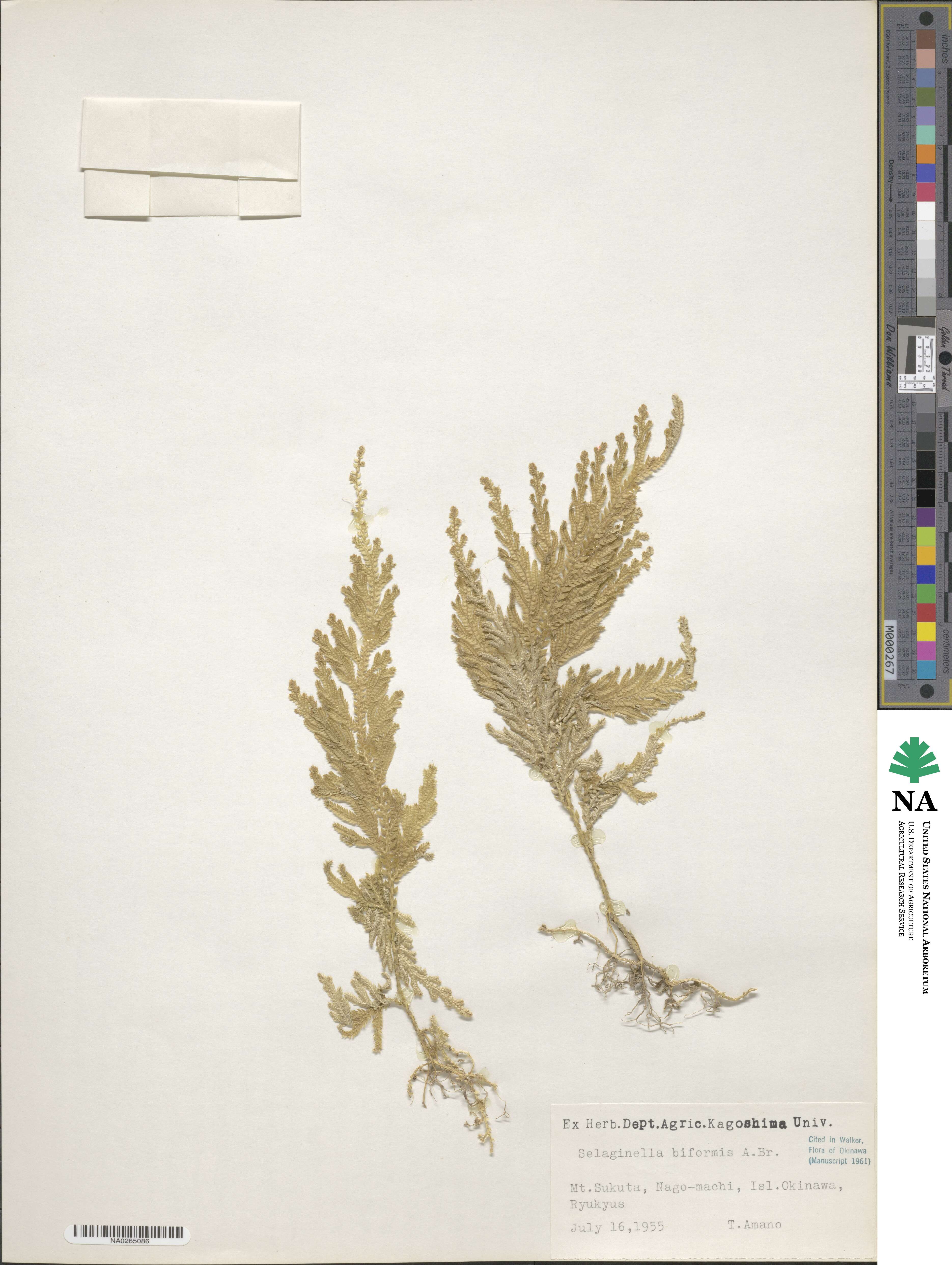 Selaginella biformis image