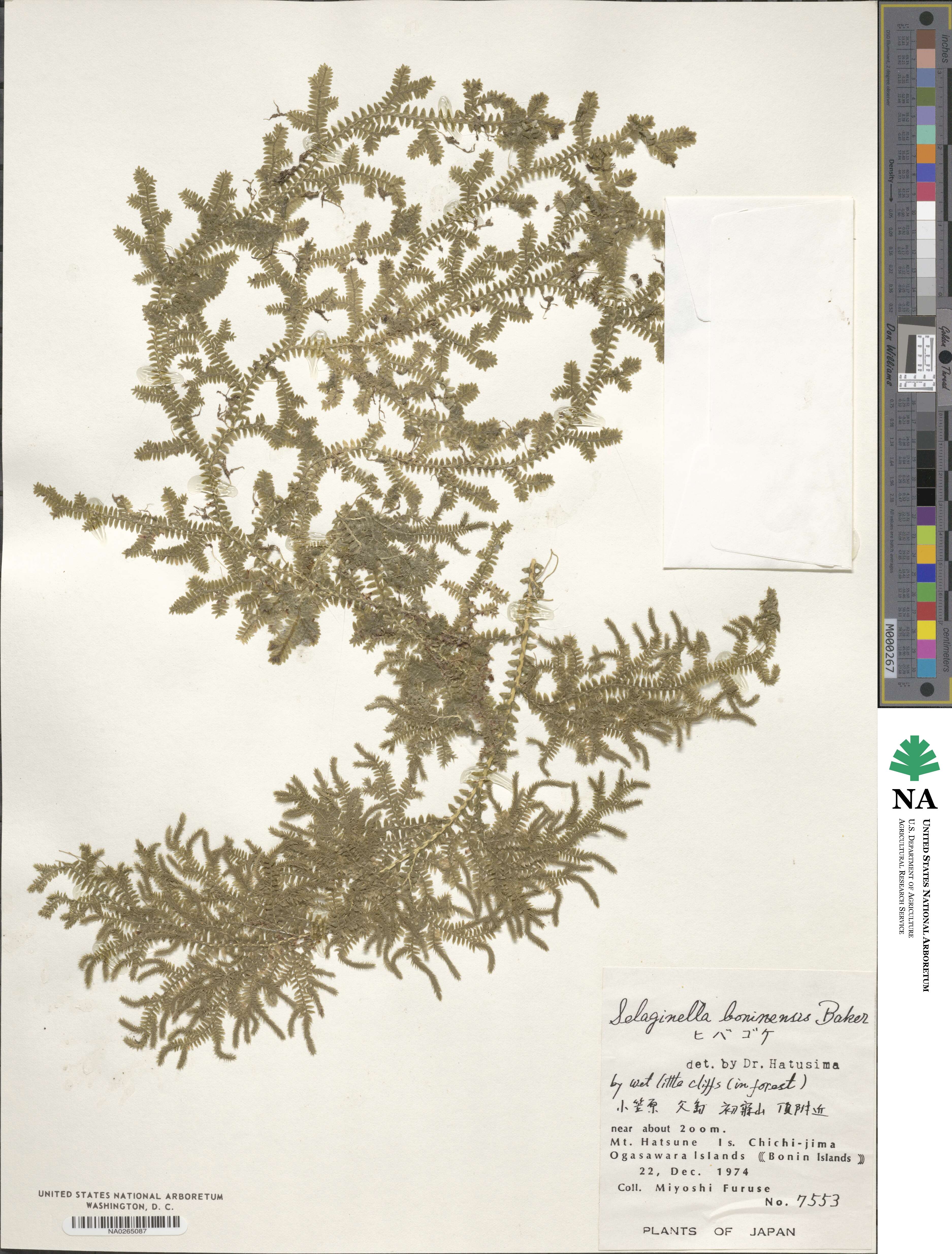 Selaginella boninensis image