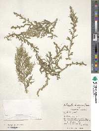 Selaginella boninensis image