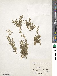 Selaginella boninensis image