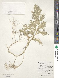 Selaginella doederleinii image