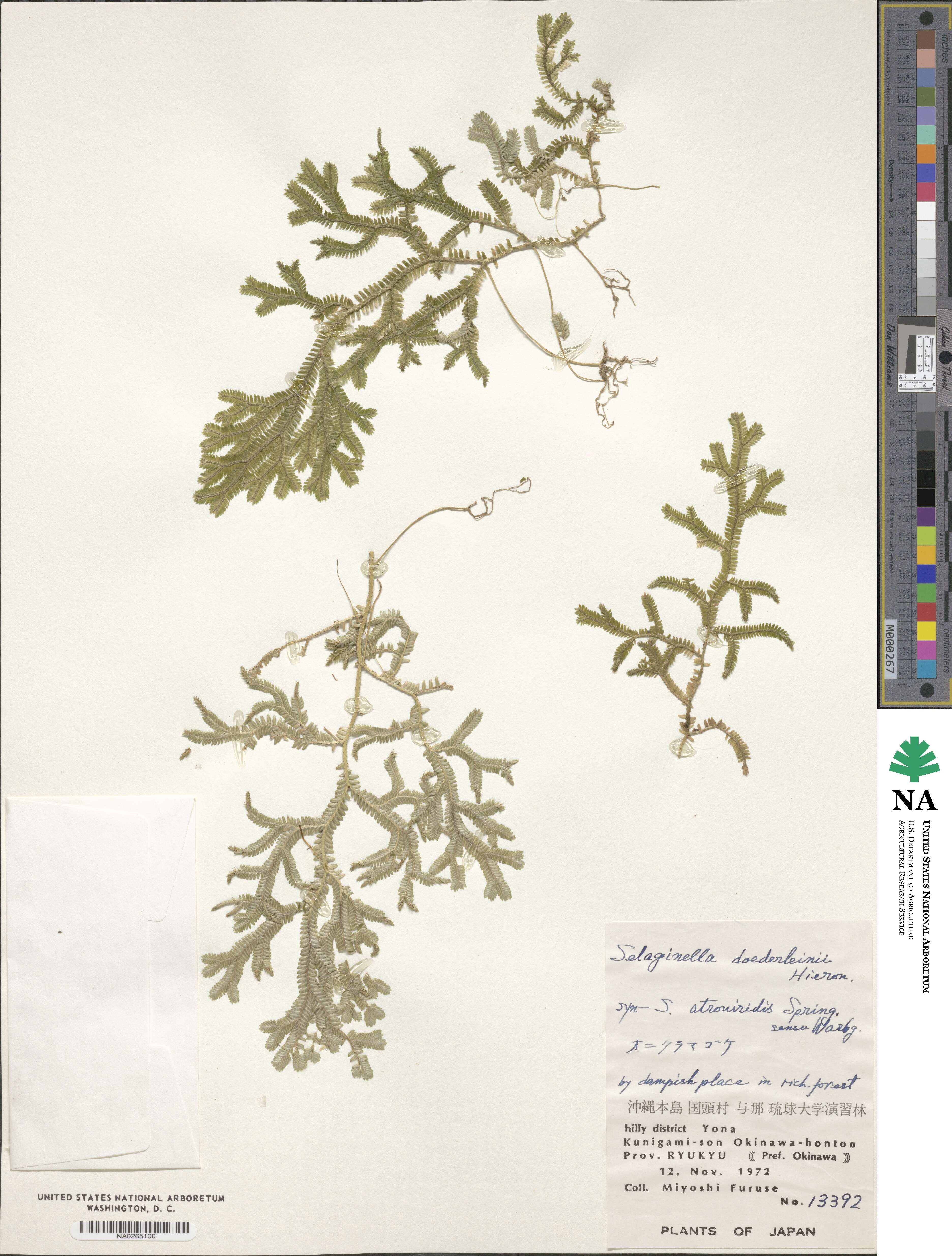 Selaginella doederleinii image