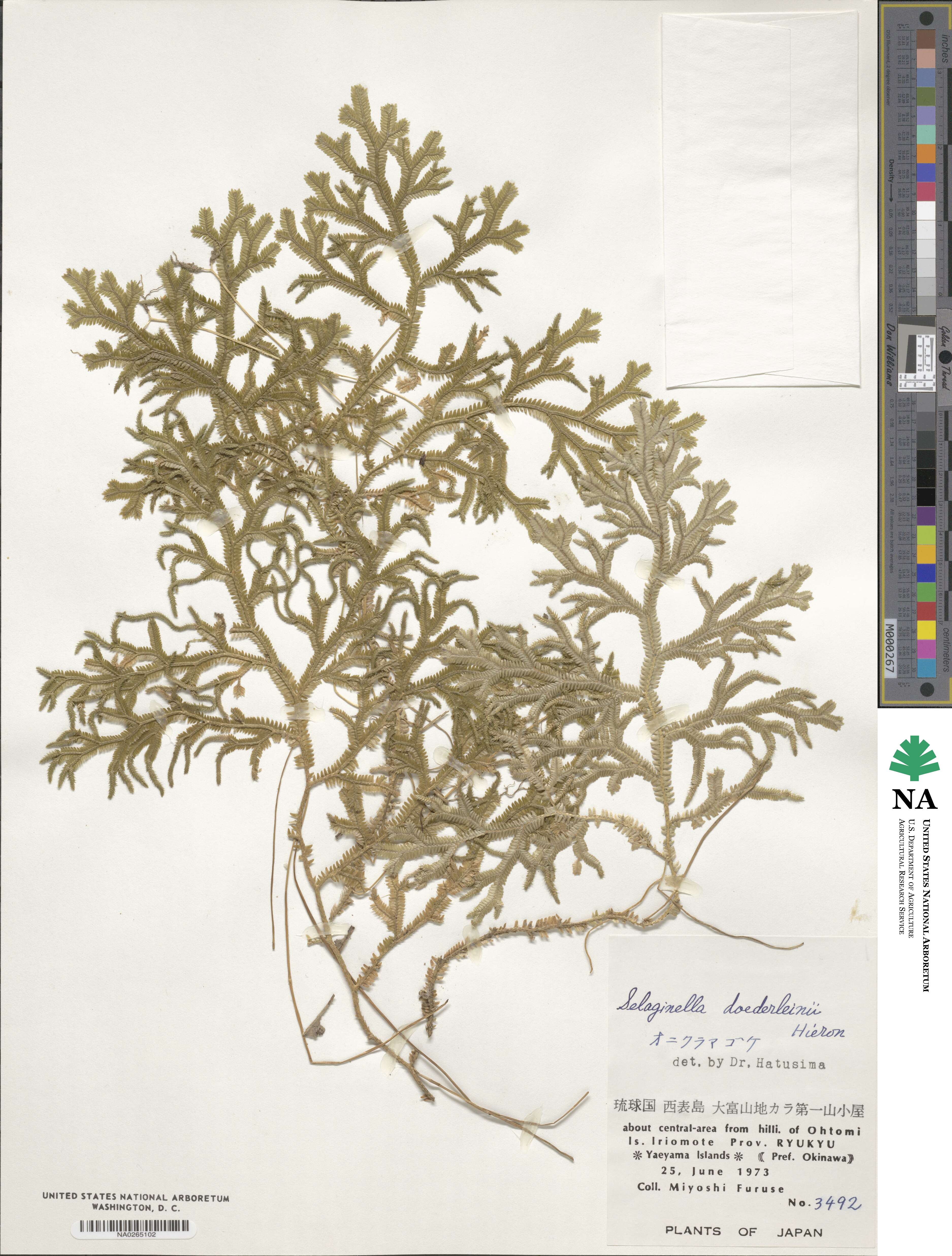 Selaginella doederleinii image