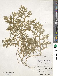 Selaginella doederleinii image