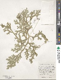 Selaginella doederleinii image