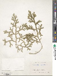 Selaginella doederleinii image