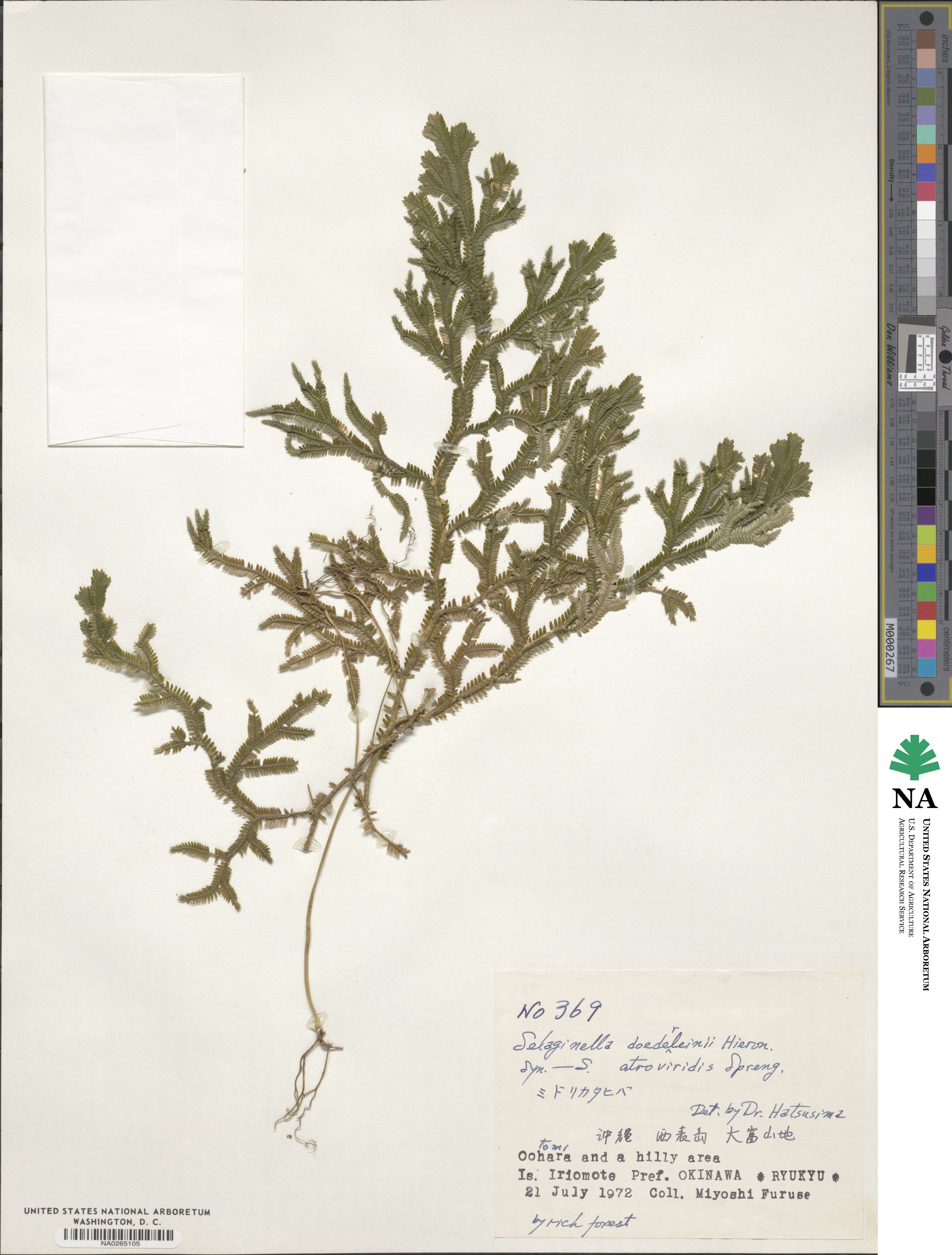 Selaginella doederleinii image