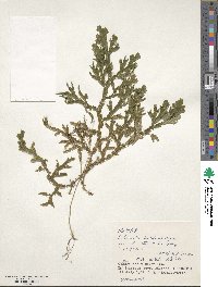 Selaginella doederleinii image