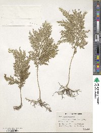 Selaginella flabellata image