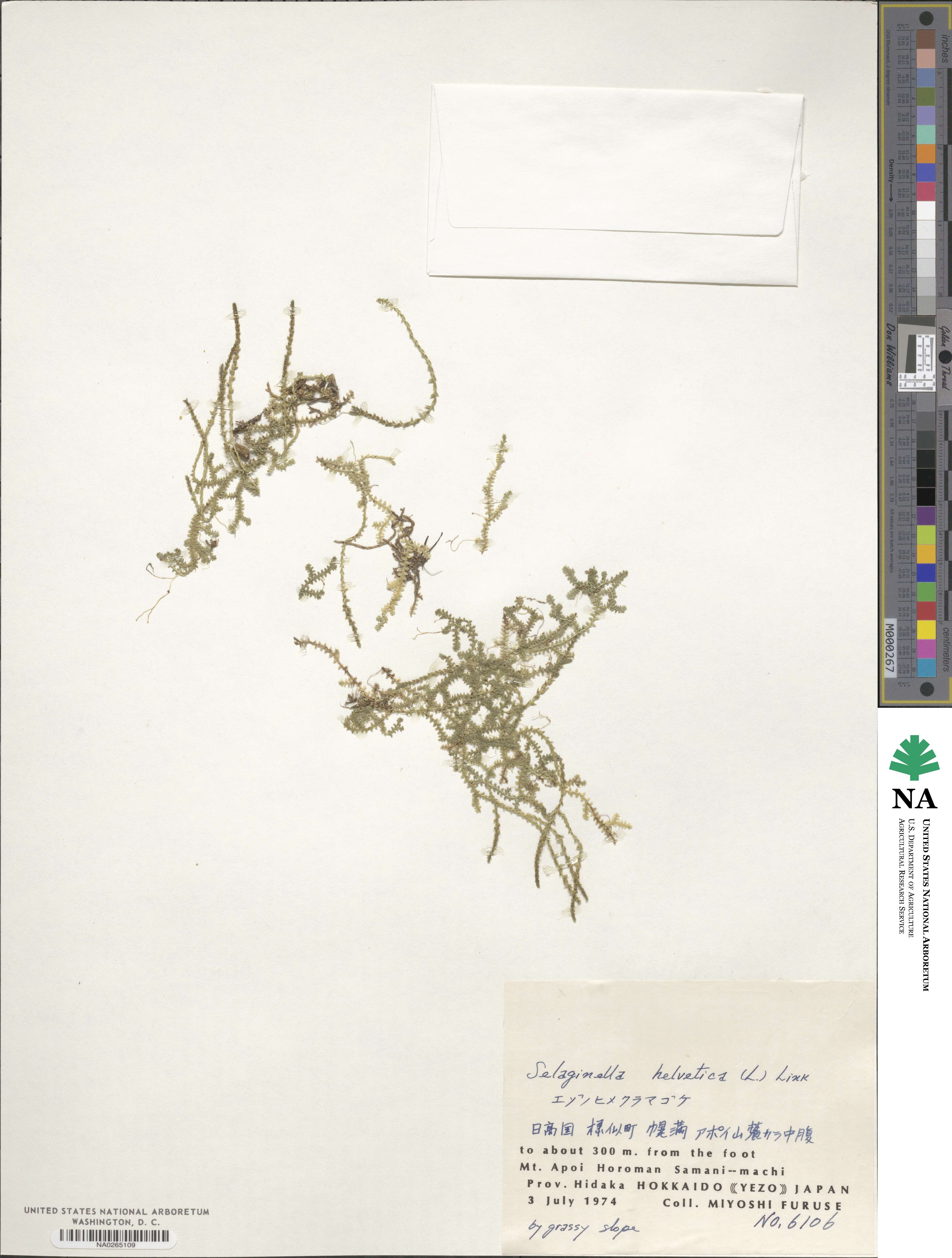 Selaginella image