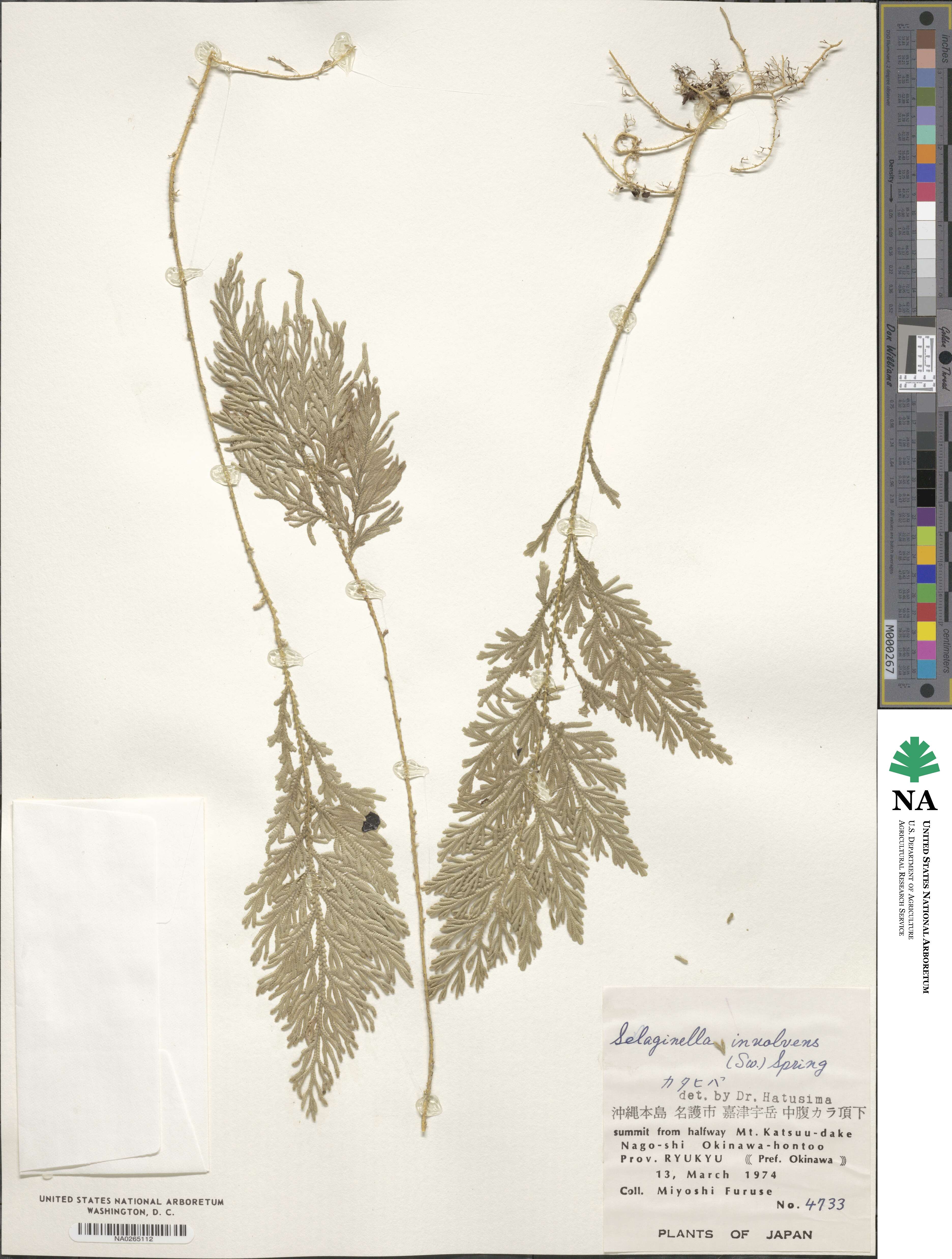 Selaginella involvens image