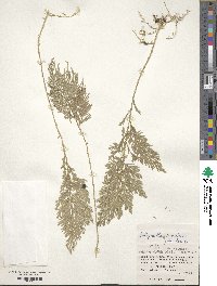 Selaginella involvens image