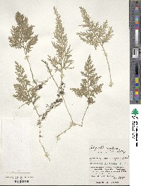 Selaginella involvens image