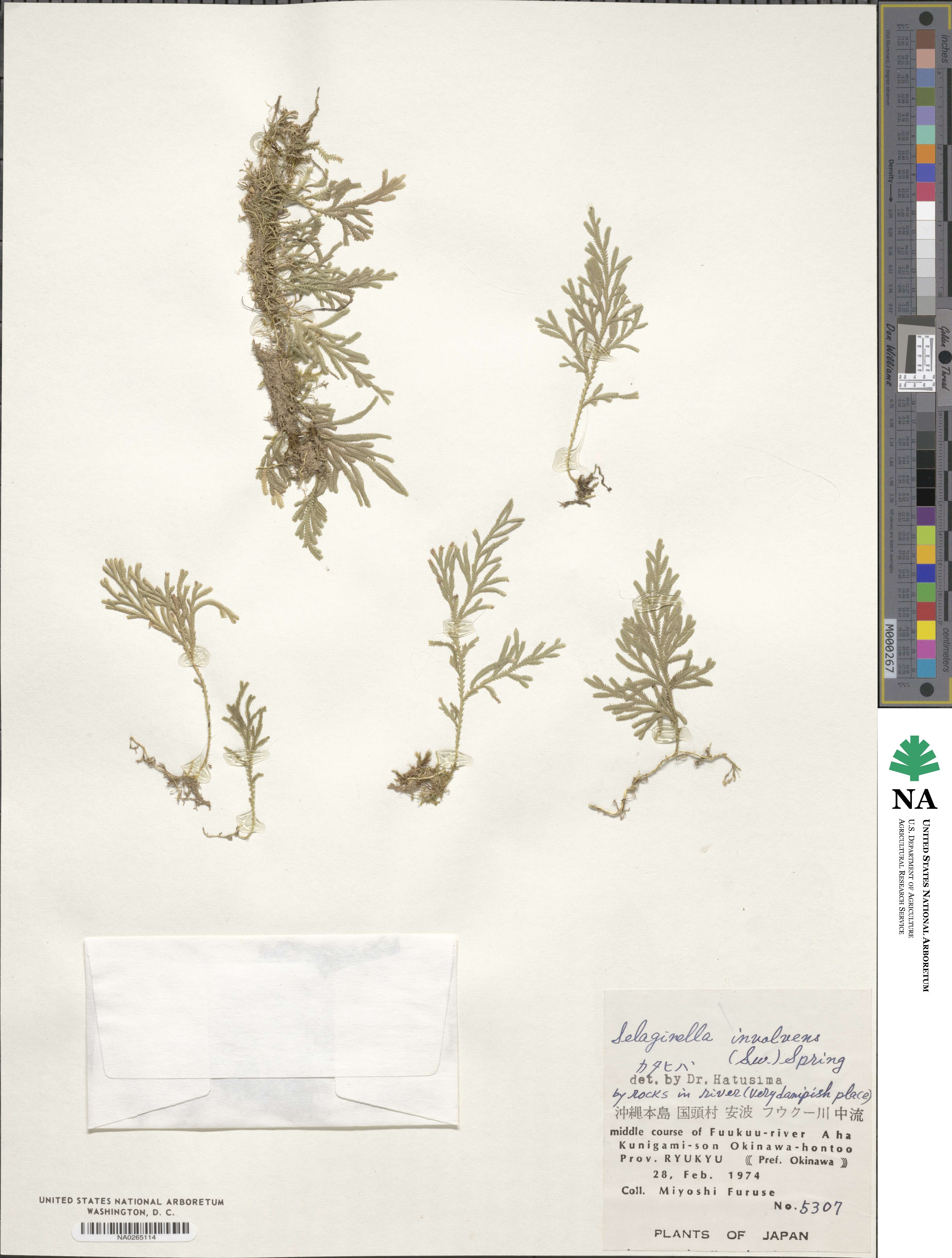 Selaginella involvens image